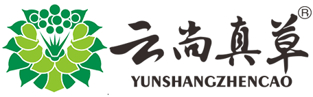 云尚真草